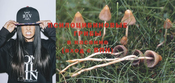 индика Алзамай